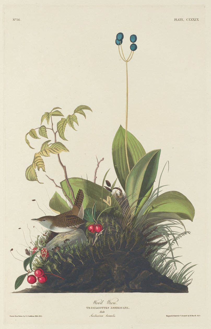 Wood Wren alkotó: Robert Havell after John James Audubon