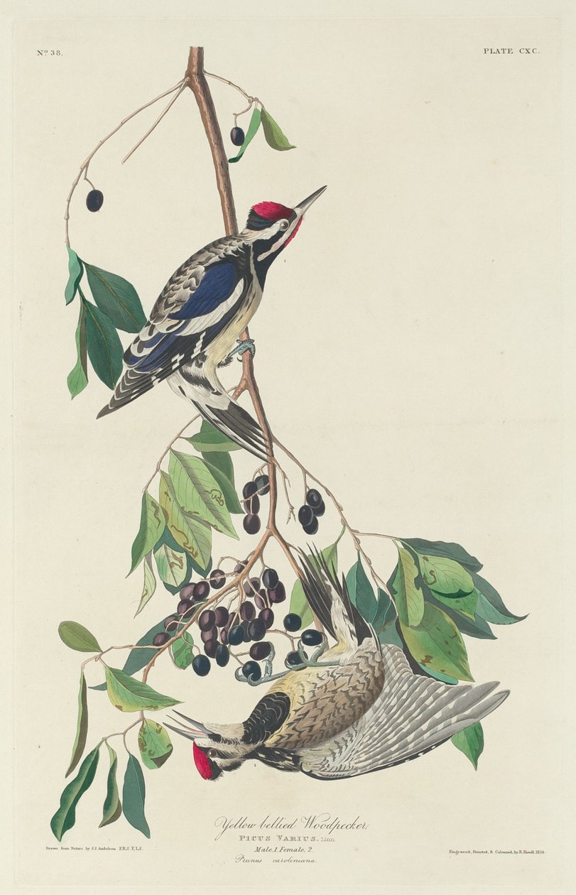 Sárgahasú harkály alkotó: Robert Havell after John James Audubon