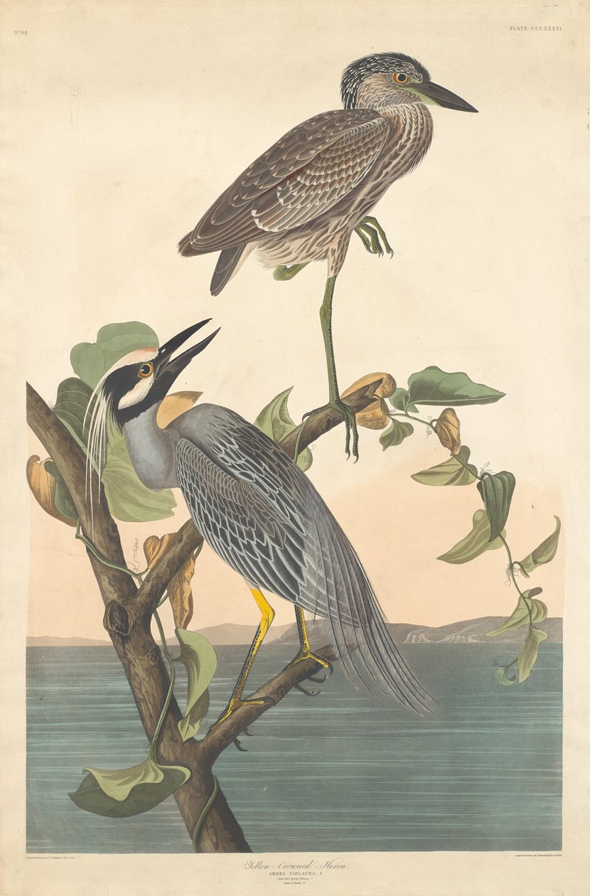 Sárga koronás gém alkotó: Robert Havell after John James Audubon