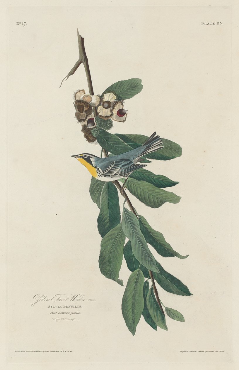 Sárgatorkú poszáta alkotó: Robert Havell after John James Audubon