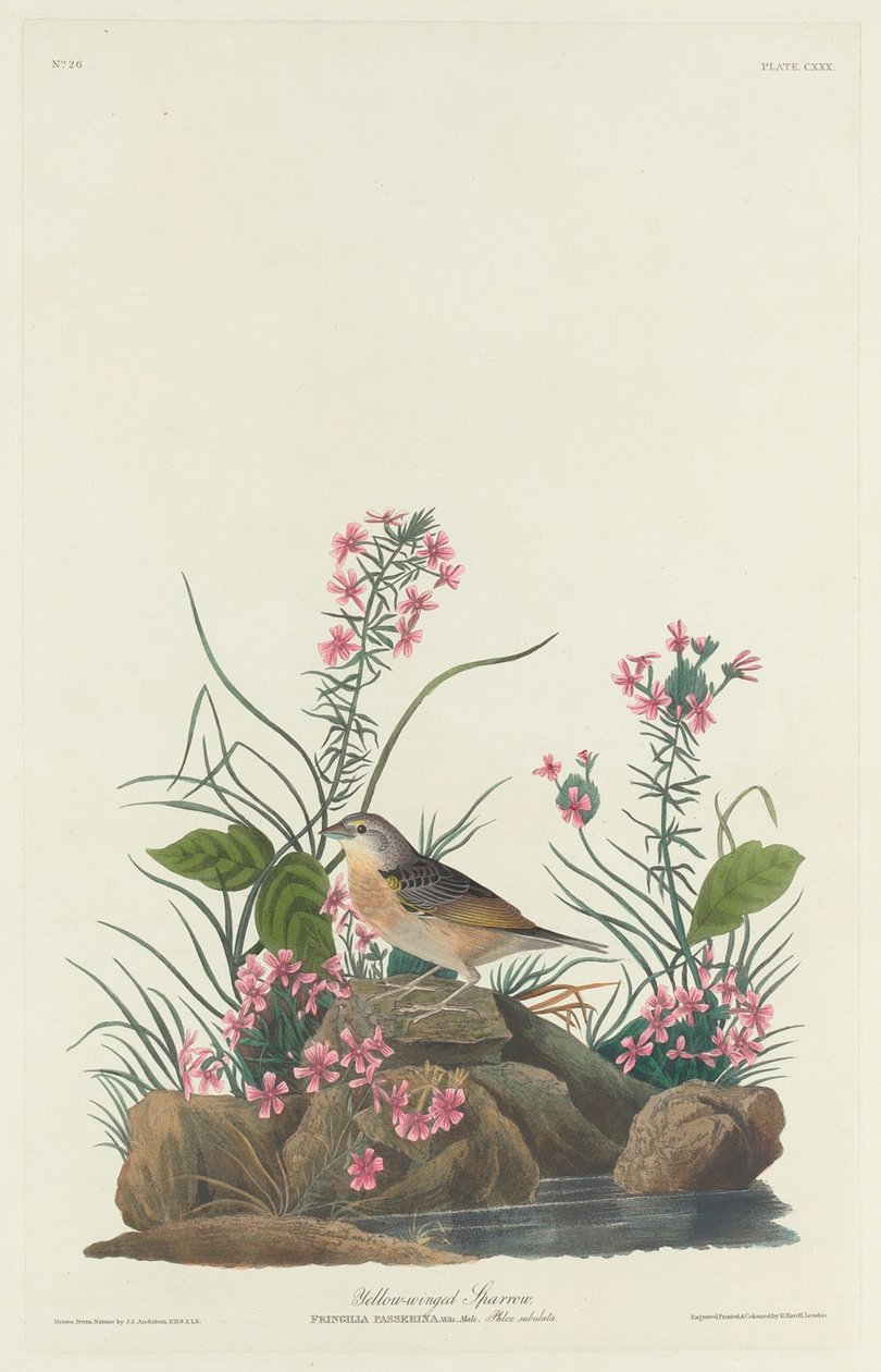 Sárgaszárnyú veréb alkotó: Robert Havell after John James Audubon