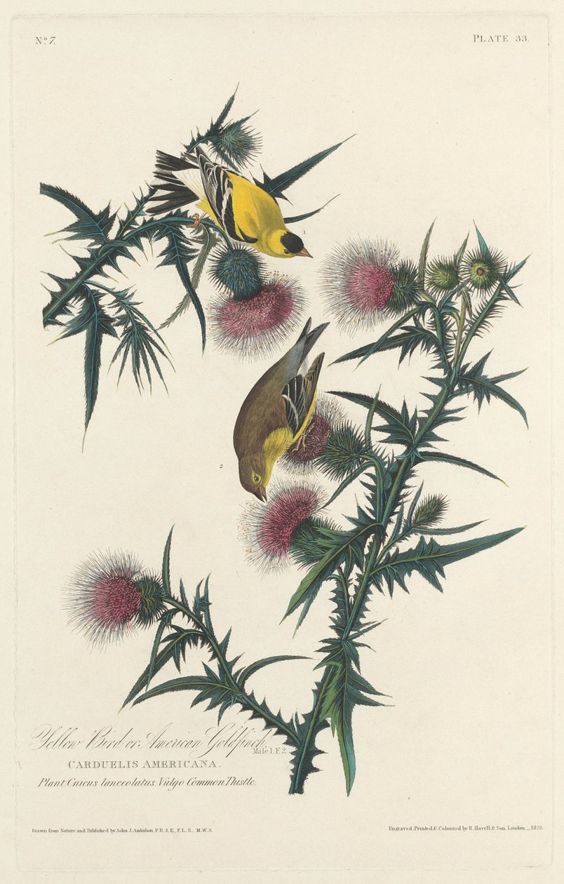 Yellow Bird vagy American Goldfinch alkotó: Robert Havell after John James Audubon