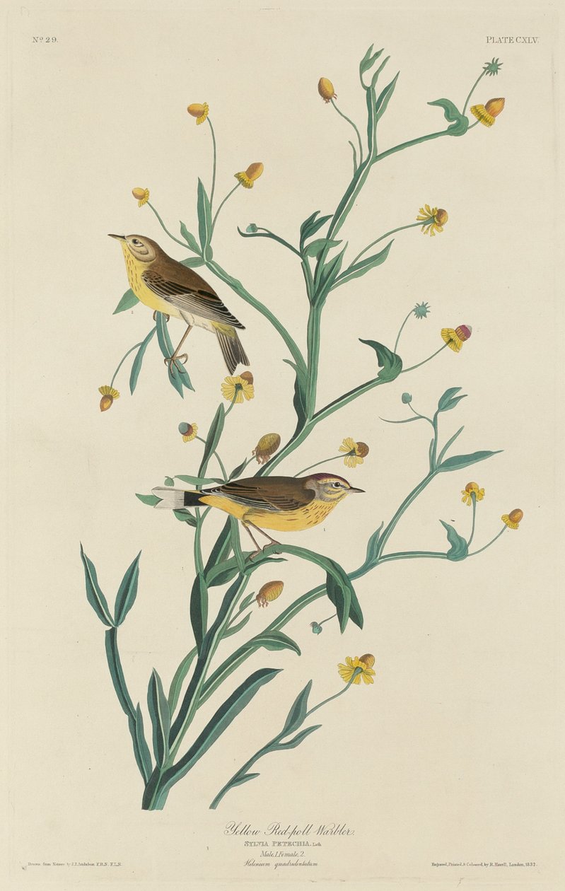 Yellow Red-Poll poszcsa alkotó: Robert Havell after John James Audubon