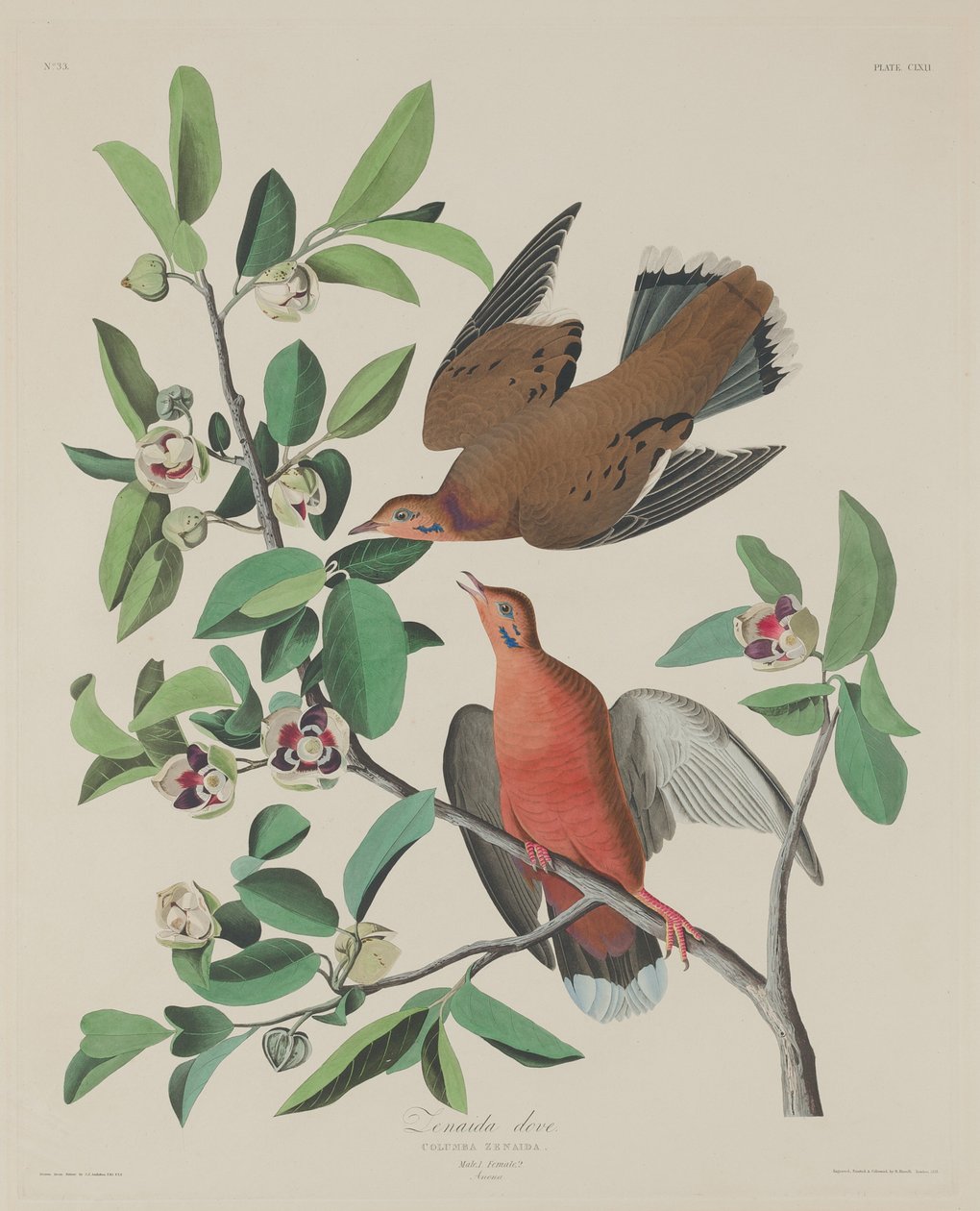 Zenaida galamb alkotó: Robert Havell after John James Audubon