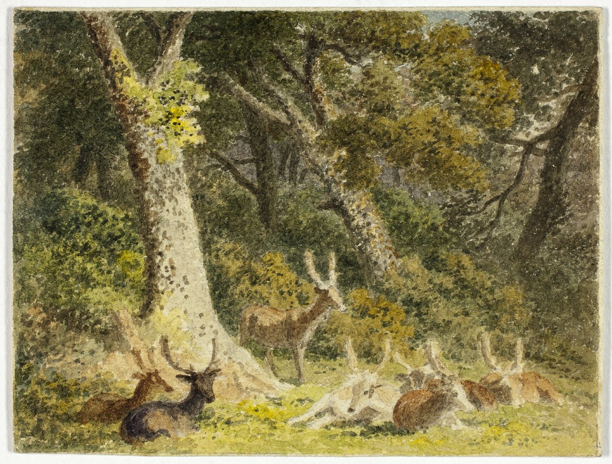 Szarvascsorda pihenő alkotó: Robert Hills