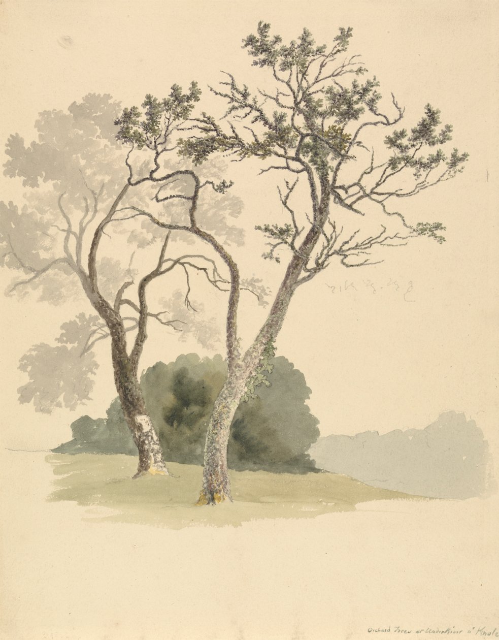 Gyümölcsös fák az Under Rivernél Knole közelében alkotó: Robert Hills