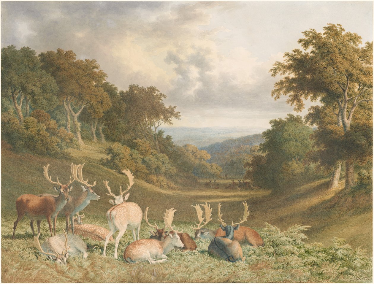 Szarvasbikák a kentbeli Knole Parkban alkotó: Robert Hills