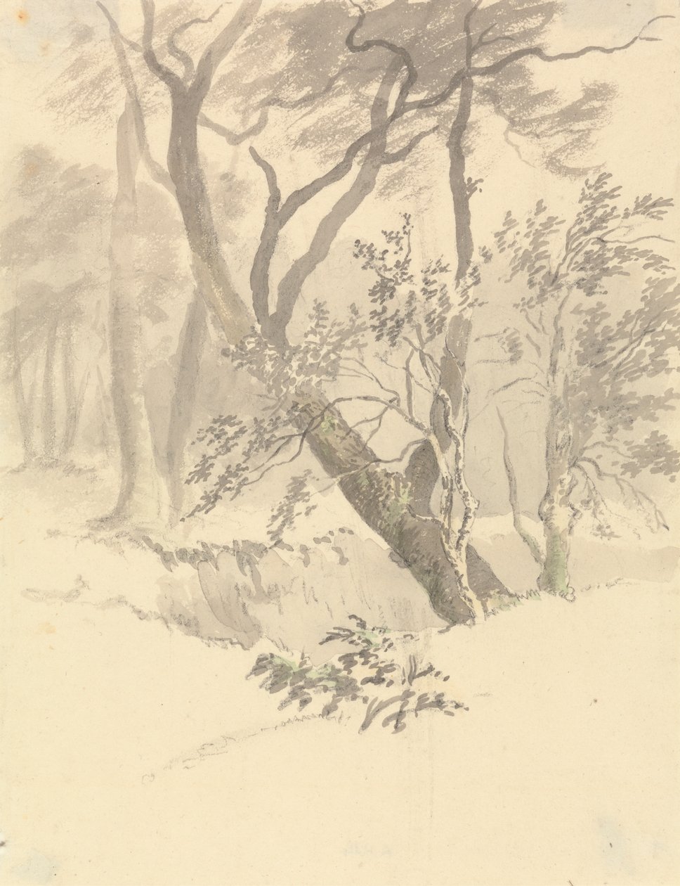 A fa alkotó: Robert Hills