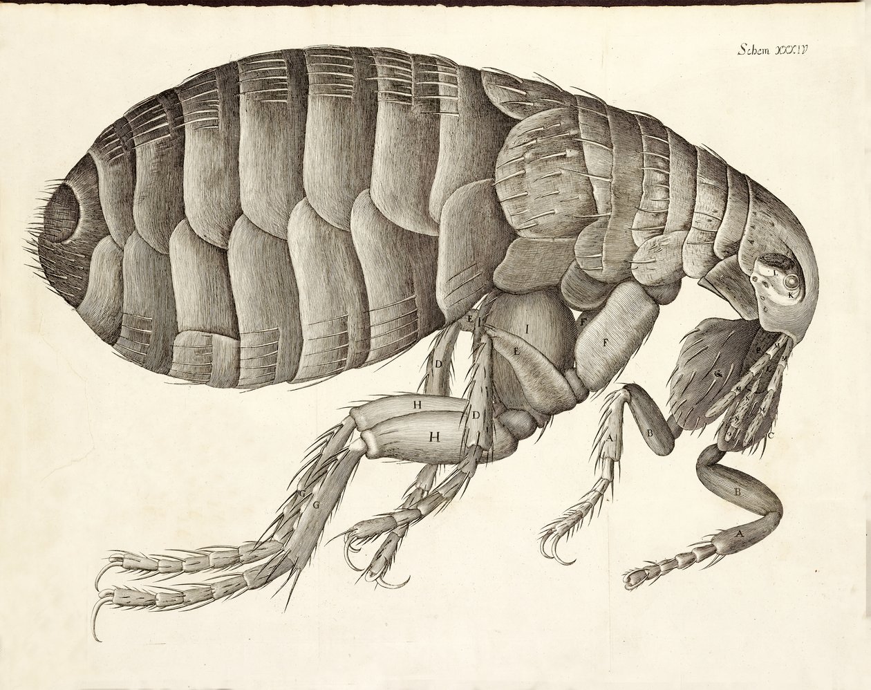 Egy bolha keresztmetszete a Micrographia-ból, pub. 1665 alkotó: Robert Hooke