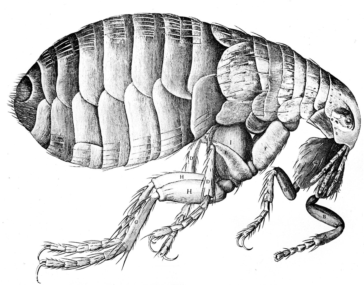 Bolha, szárnyatlan vérszívó parazita rovar, 1665 alkotó: Robert Hooke