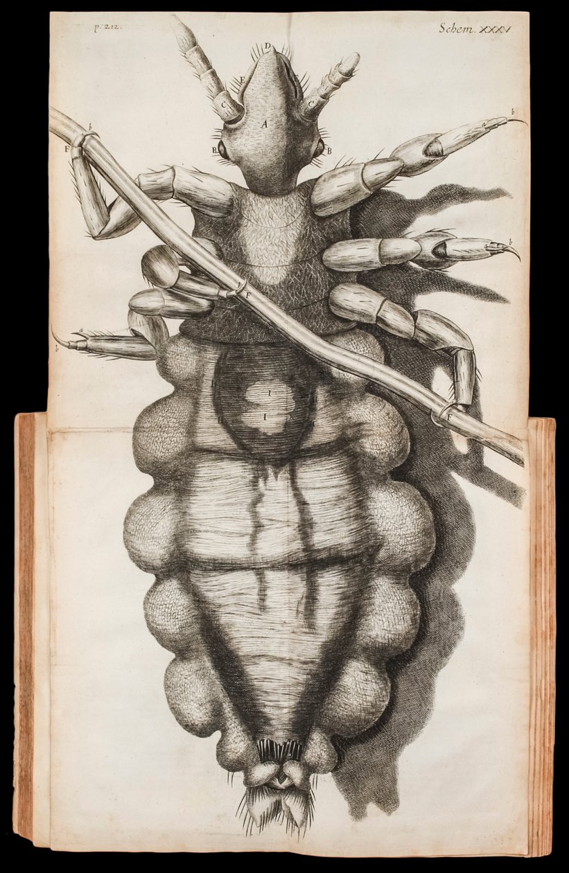 Kihajtható illusztráció egy tetűről egy hajszálon a „Micrographia”-ból Robert Hooke mikroszkópos megfigyeléseiről, 1665-ben megjelent alkotó: Robert Hooke