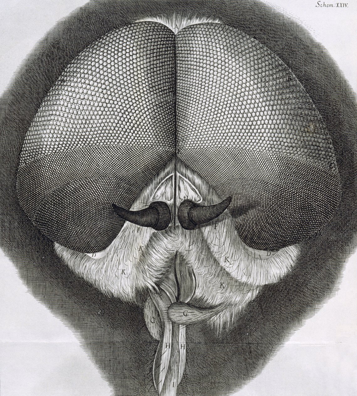 Szürke drónlégy, XXXIX. megfigyelés a Hookes Micrographia-tól, 1664 alkotó: Robert Hooke