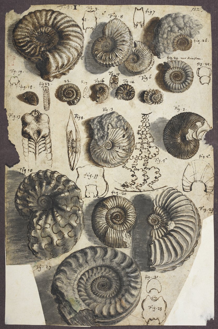 Add asszony. 5262, sz. 152 Kígyókövek (ammonitok) (toll és tinta mosással papíron) alkotó: Robert Hooke
