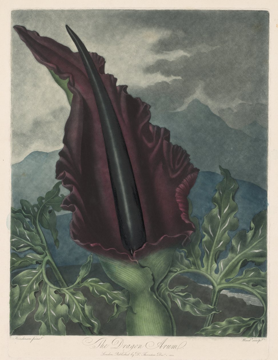 The Dragon Arum, Black Calla vagy Salamon