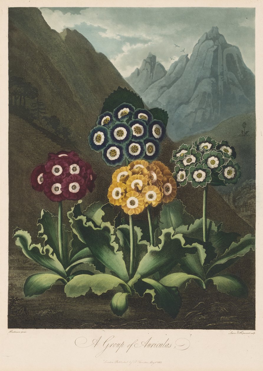 A Flora temploma, avagy a természet kertje: Auriculas csoportja alkotó: Robert John Thornton