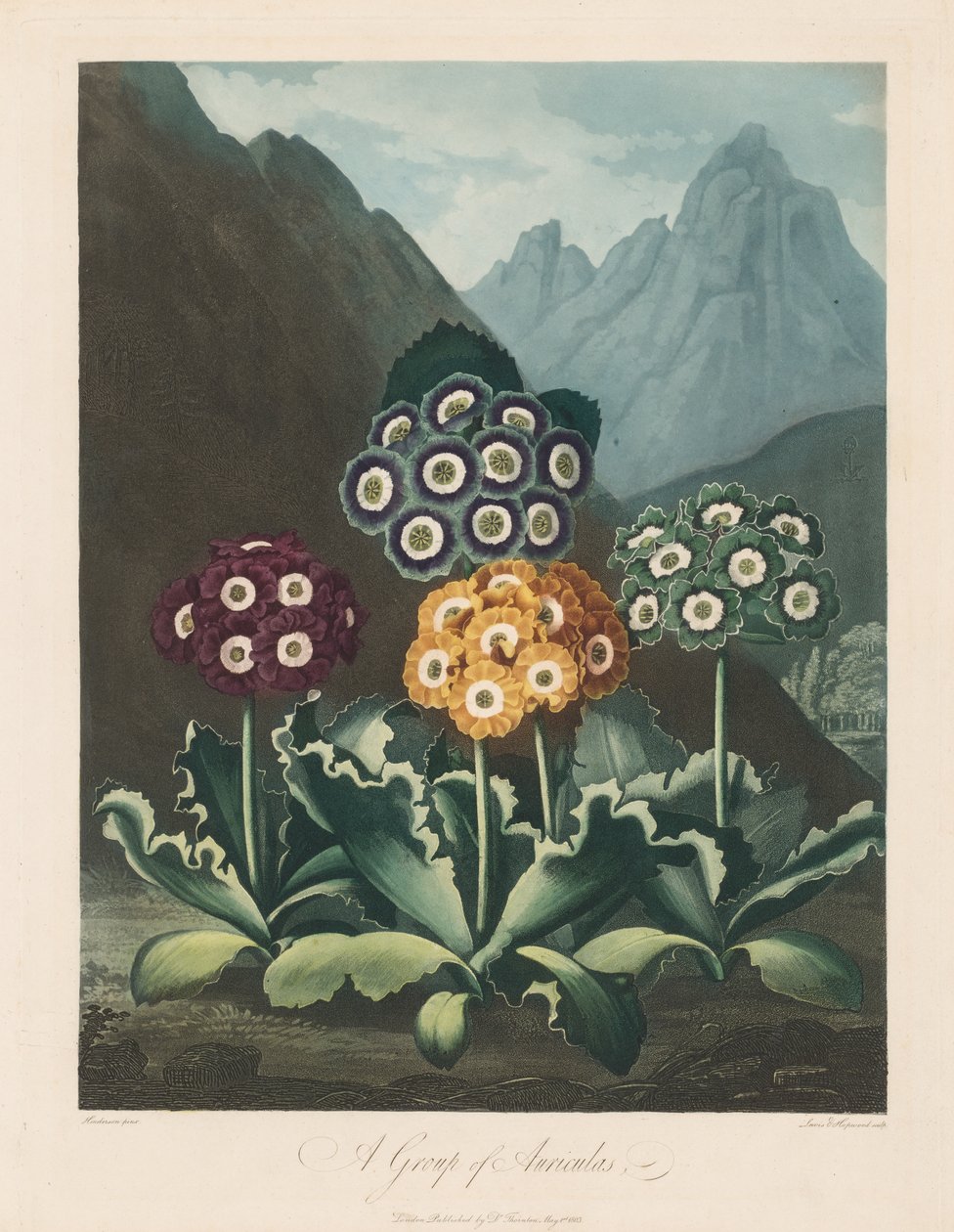 A Flora temploma, avagy a természet kertje: Auriculas csoportja, 1803. alkotó: Robert John Thornton