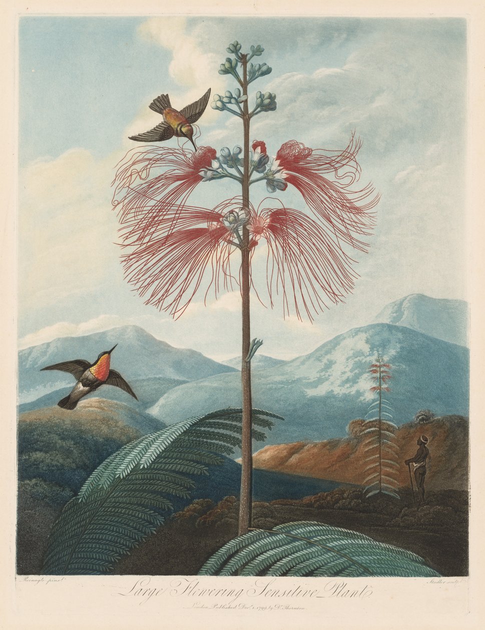 A Flora temploma, avagy a természet kertje: Nagy virágzó érzékeny növény, 1799-1807. alkotó: Robert John Thornton