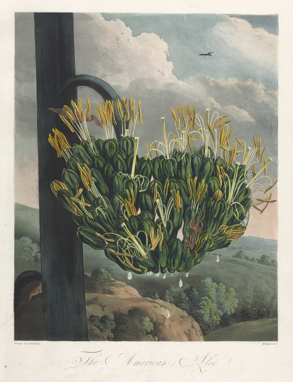 A Flora temploma, avagy a természet kertje: az amerikai aloe alkotó: Robert John Thornton