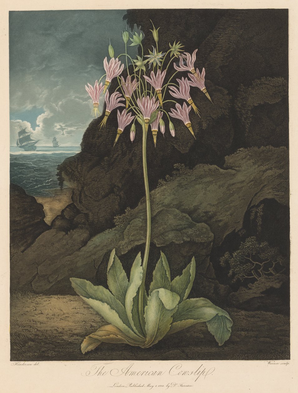 A Flora temploma, avagy a természet kertje: az amerikai tehéncsúcs alkotó: Robert John Thornton