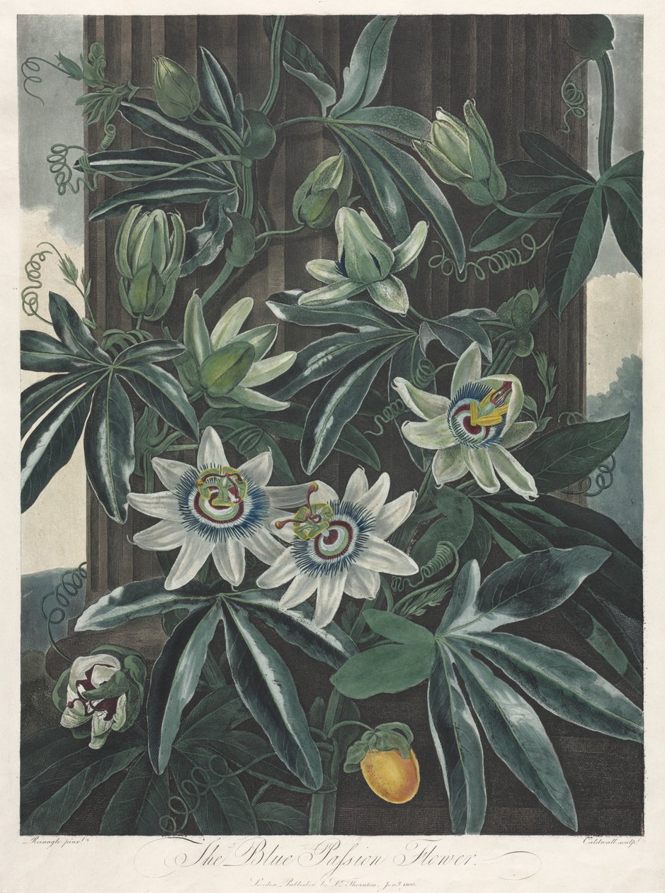 A növényvilág temploma, avagy a természet kertje: A kék golgotavirág, 1800. alkotó: Robert John Thornton