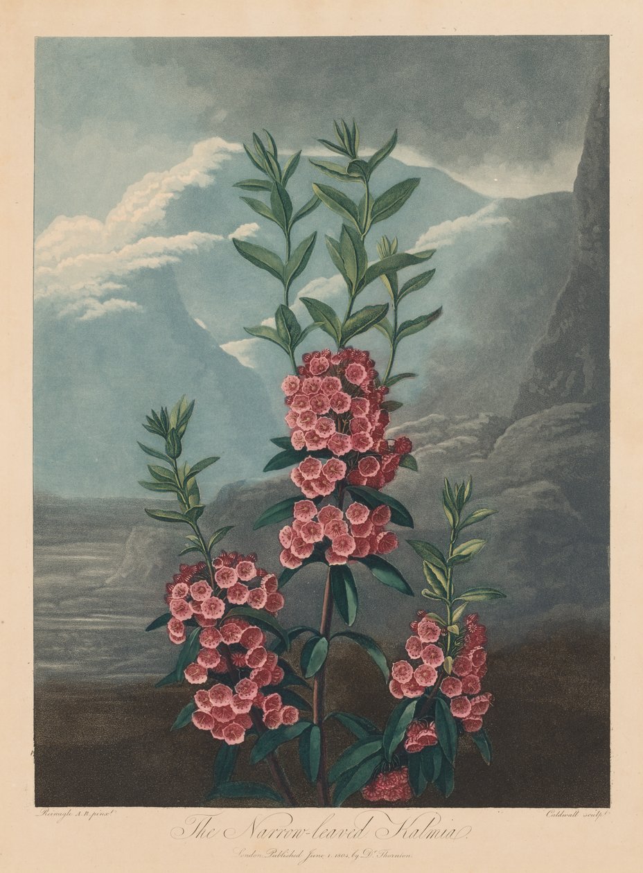 A Flora temploma, avagy a természet kertje: keskeny levelű kalmia, hegyi babér, 1804. alkotó: Robert John Thornton