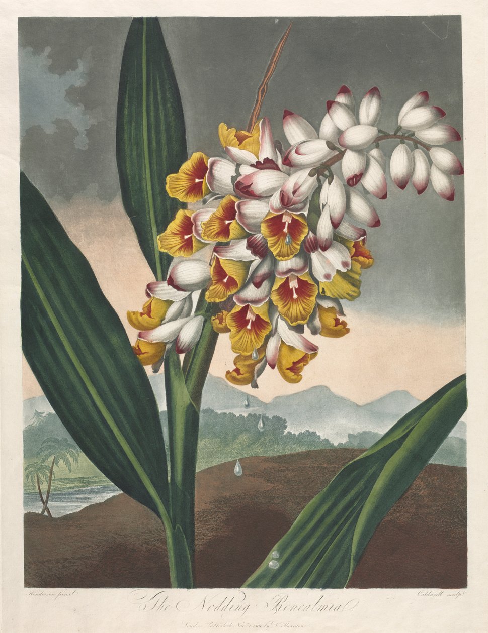 A Flora temploma, avagy a természet kertje: A bólogató renealmia, 1801. alkotó: Robert John Thornton