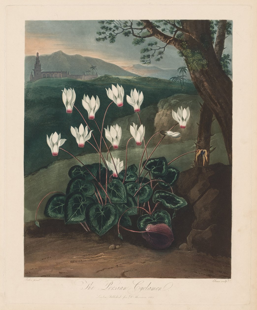A Flora temploma, avagy a természet kertje: A perzsa ciklámen alkotó: Robert John Thornton