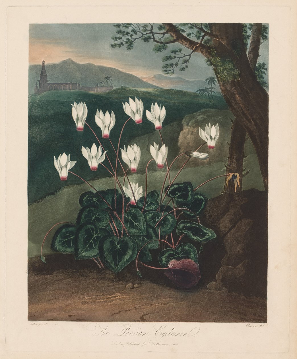 A Flora temploma, avagy a természet kertje: A perzsa ciklámen, 1799-1807. alkotó: Robert John Thornton