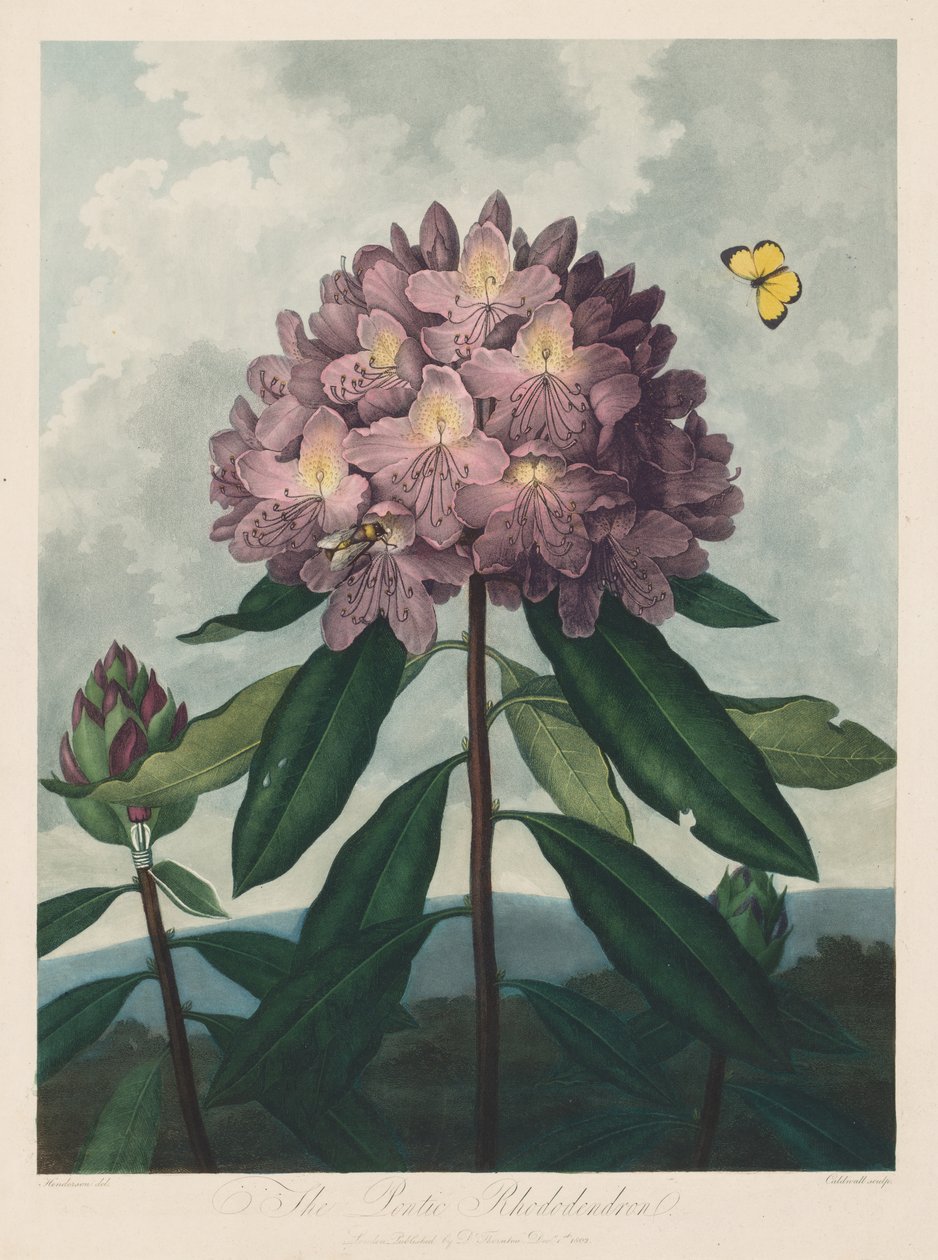 A Flora temploma, avagy a természet kertje: A ponti rododendron, 1799-1807. alkotó: Robert John Thornton
