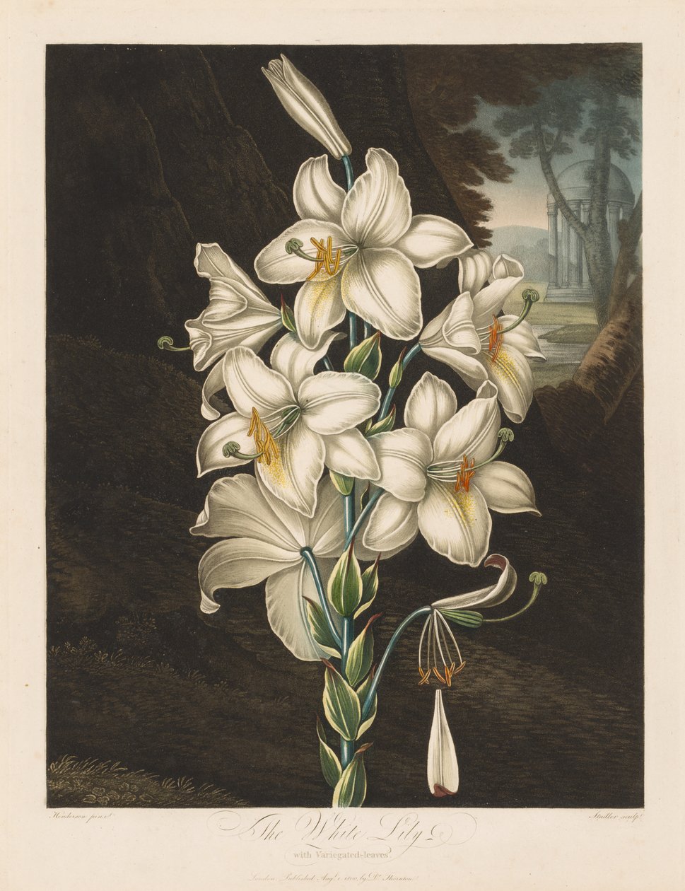 A növényvilág temploma, avagy a természet kertje: Tarka levelű fehér liliom, 1800. alkotó: Robert John Thornton