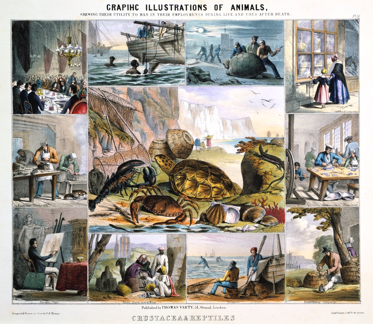 Rákfélék és hüllők, c1850 alkotó: Robert Kent Thomas
