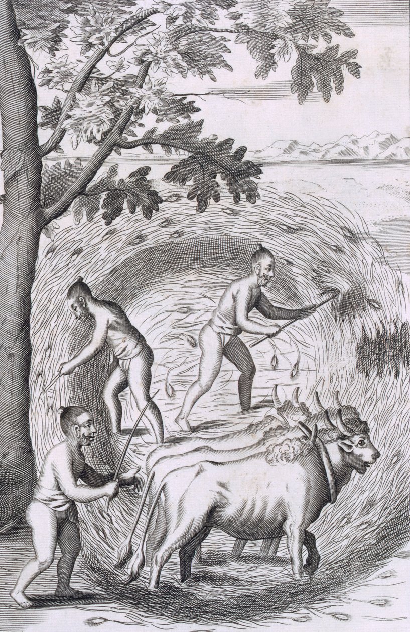 A rizs taposásának módja, az An Historical Relation of the Island Ceylon, pubból. 1681-es metszet alkotó: Robert Knox