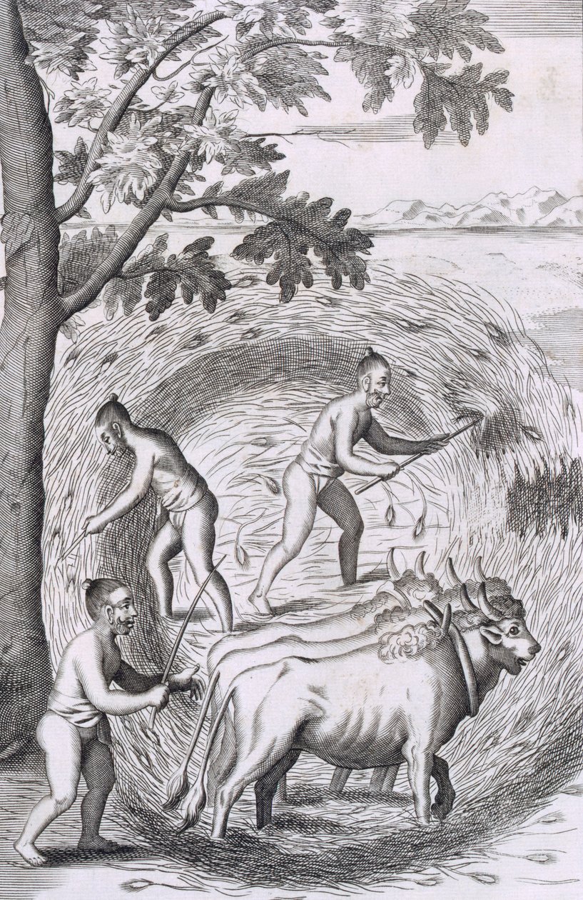 A rizsük taposásának módja, kocsma. 1681. alkotó: Robert Knox