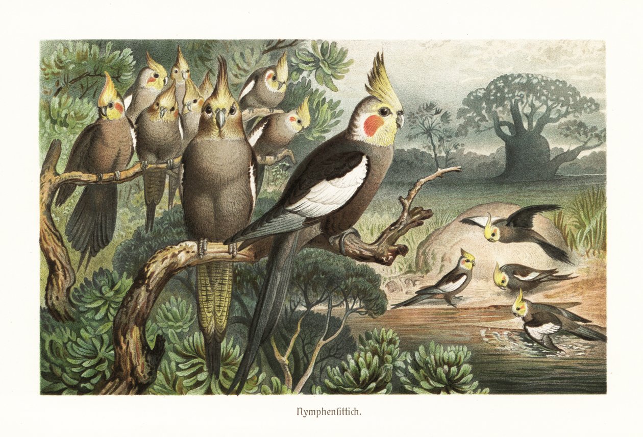 Nymphicus hollandicus kakascsapat egy víznyelőnél. 1882 (kromolitográfia) alkotó: Robert Kretschmer
