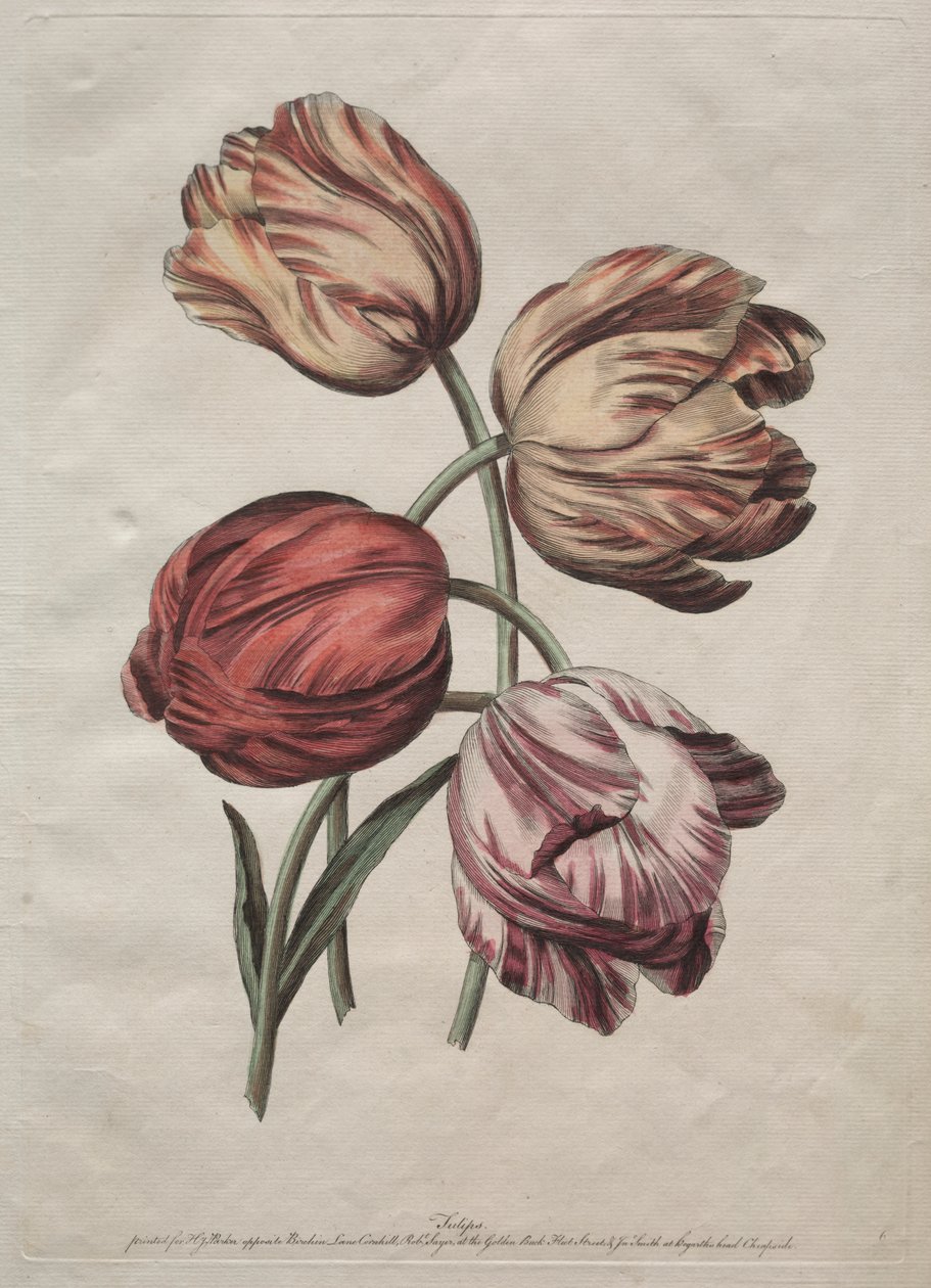Nyolc gyönyörű természetes virágcsoport körvonalakban, de la Cour: Tulipánok alkotó: Robert Sayer