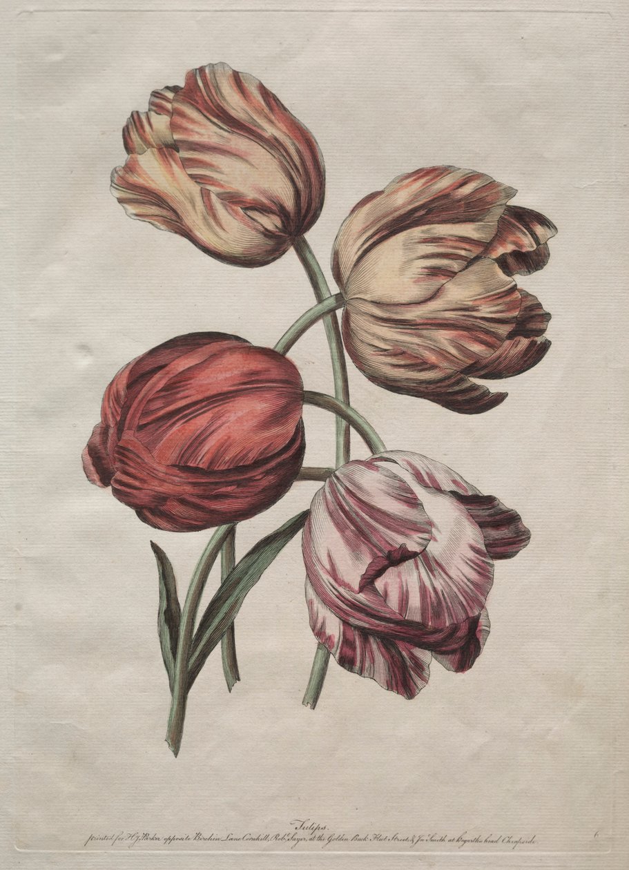 Nyolc gyönyörű természetes virágcsoport körvonalakban de la Cour: Tulipánok, c. 1770. alkotó: Robert Sayer