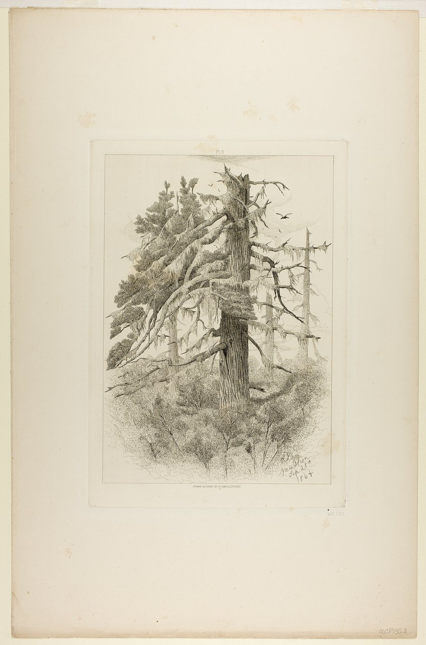 Öreg fák a Naushon-szigeten alkotó: Robert Swain Gifford