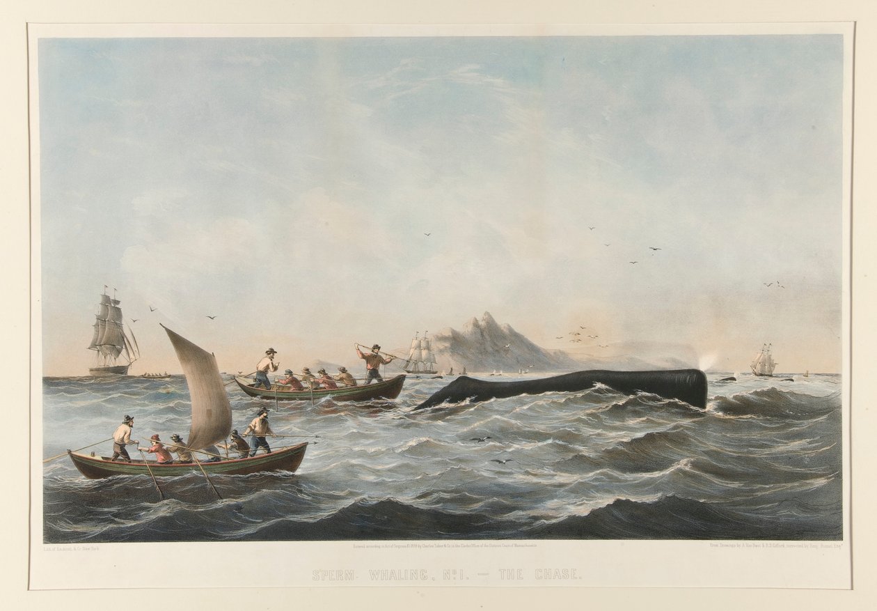 Sperma bálnavadászat, No. 1 The Case alkotó: Robert Swain Gifford