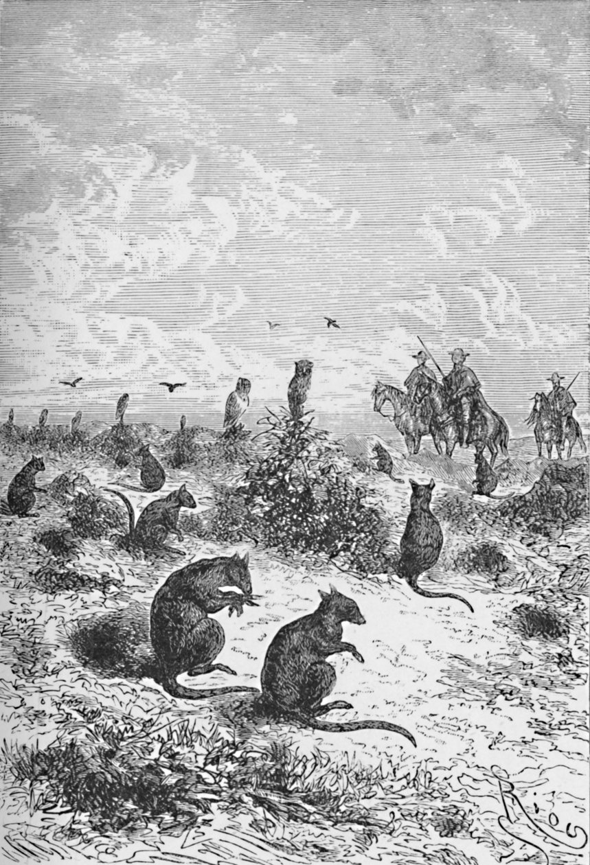 Bizcachas, 1885, 1890 alkotó: Robert Taylor Pritchett
