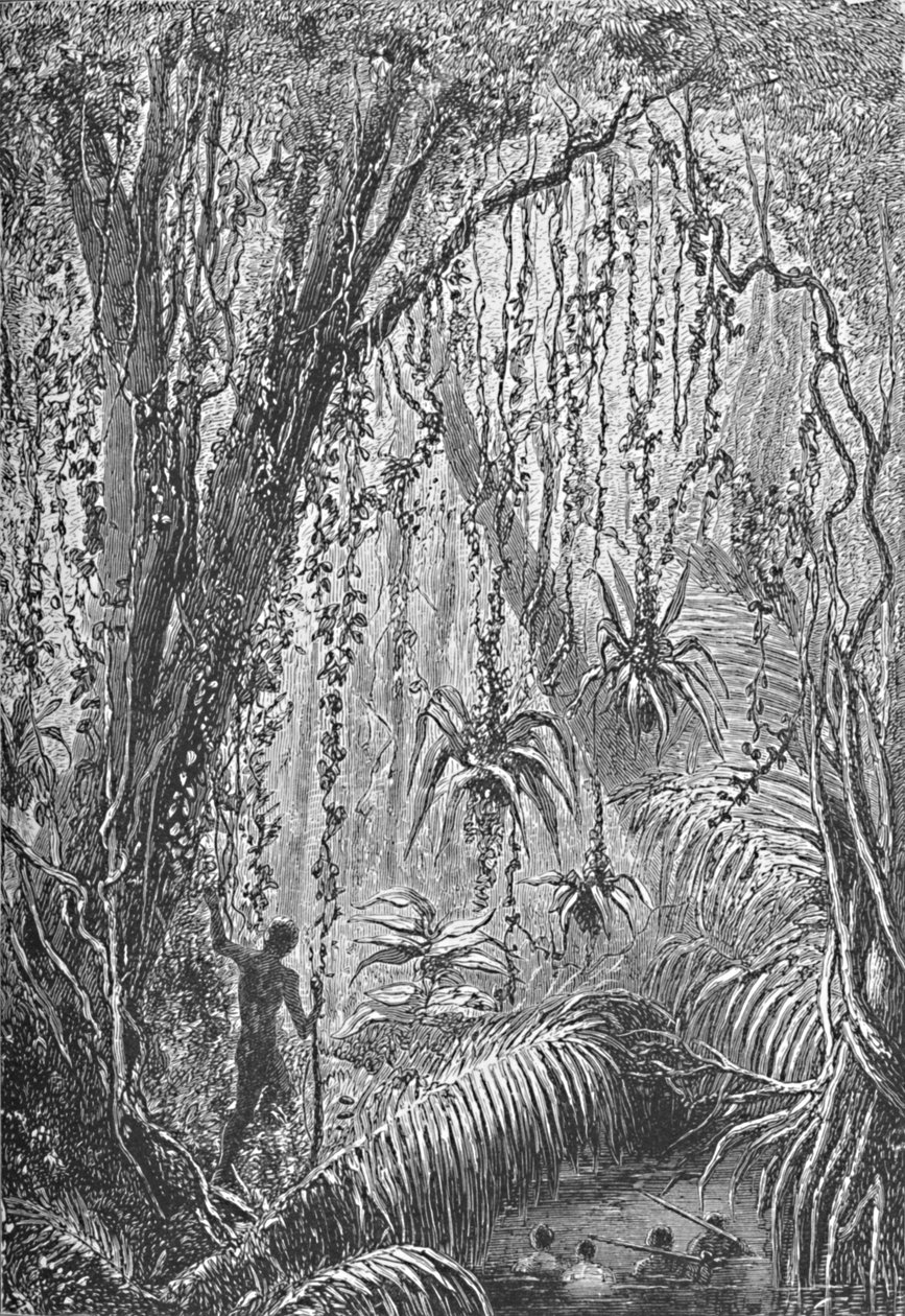 Brazil erdő, 1885 1890 alkotó: Robert Taylor Pritchett