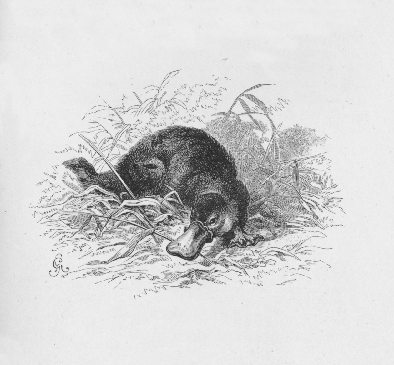 Ornithorhynchus Paradoxus, 1885, 1890 alkotó: Robert Taylor Pritchett