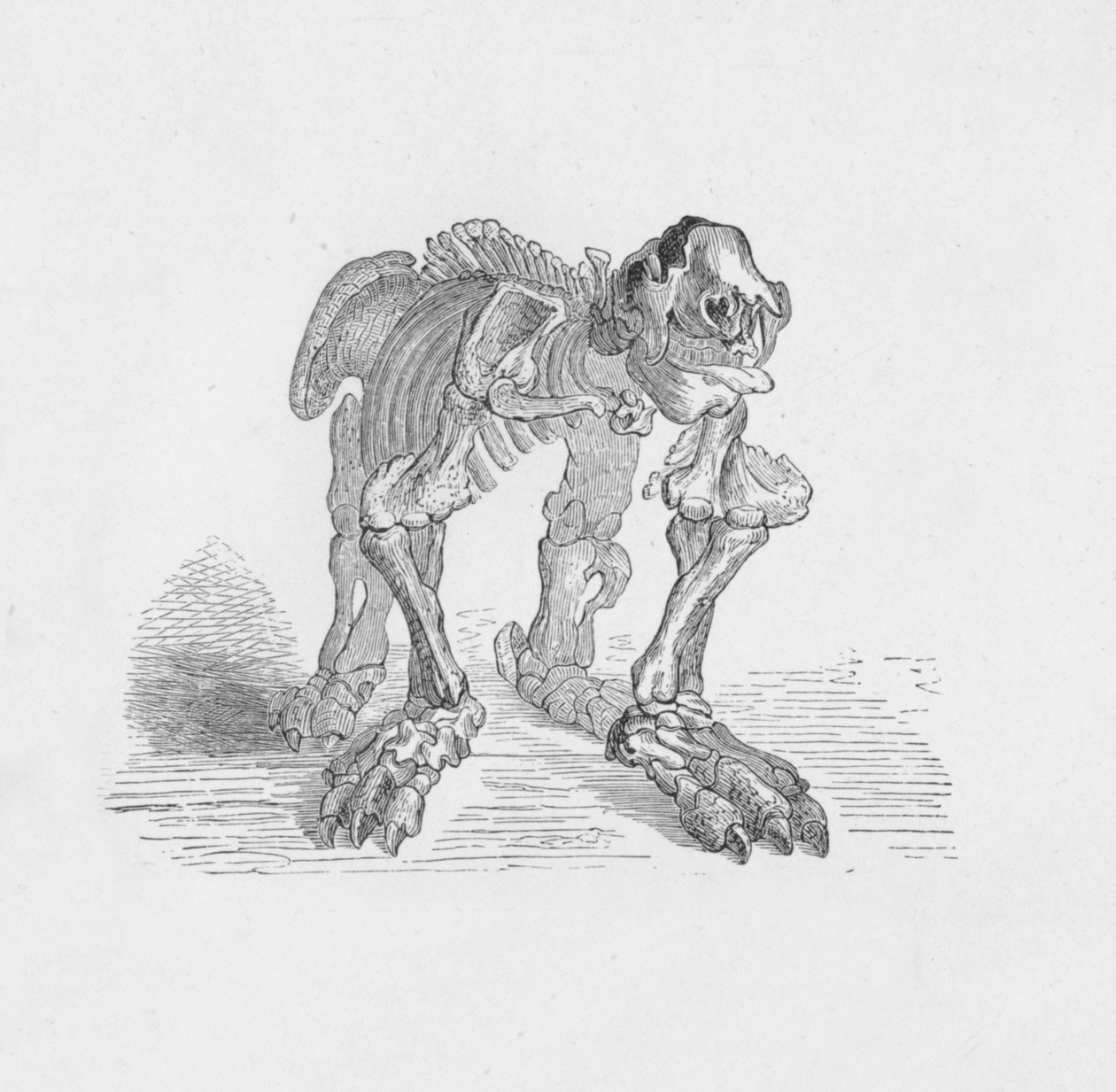 A Megatherium csontváza, 1885, 1890 alkotó: Robert Taylor Pritchett