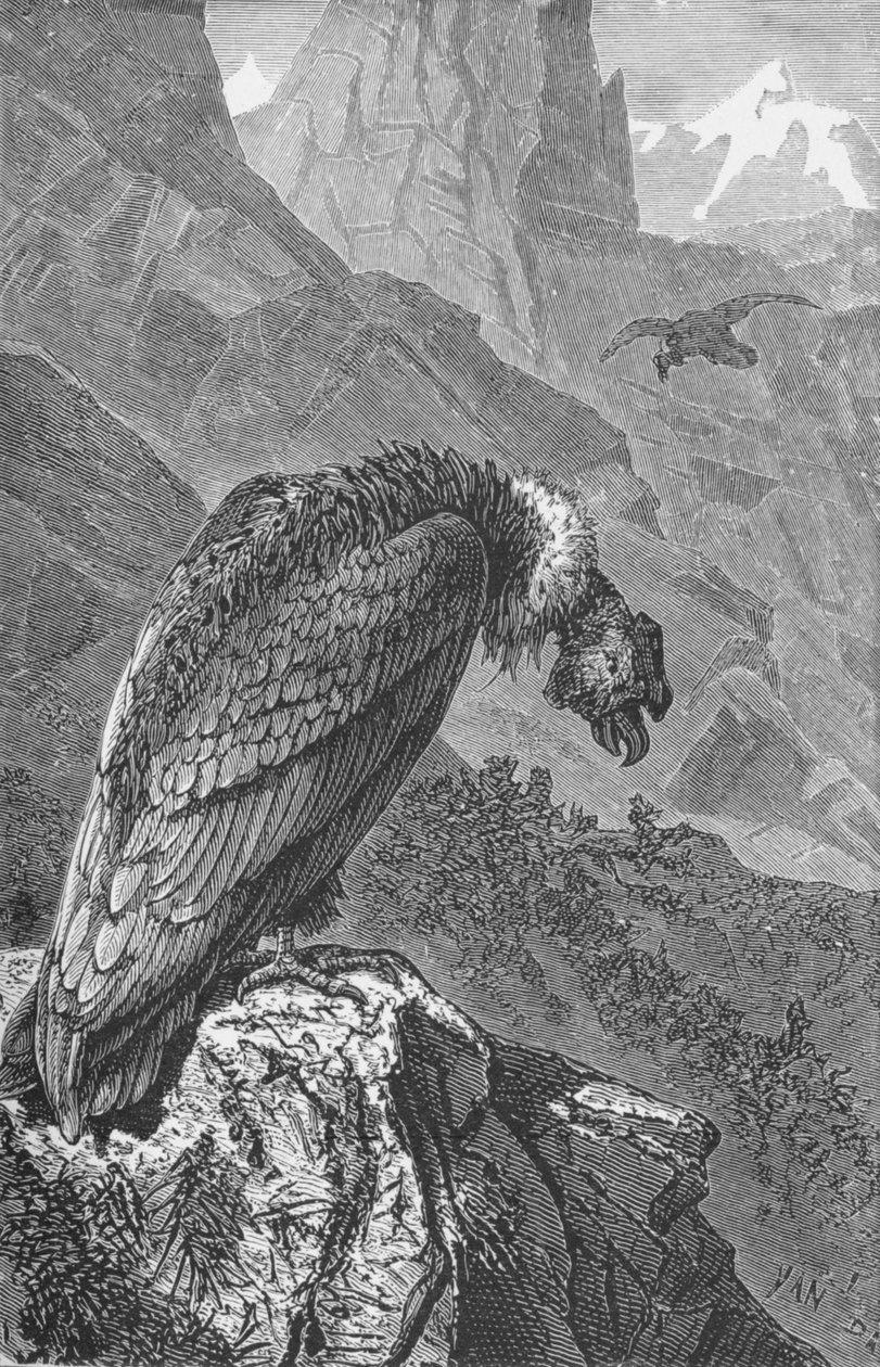 A Kondor, 1885, 1890 alkotó: Robert Taylor Pritchett