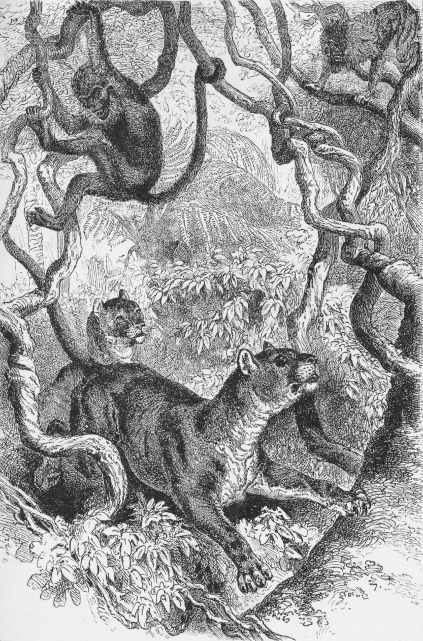 A Puma, 1885, 1890 alkotó: Robert Taylor Pritchett