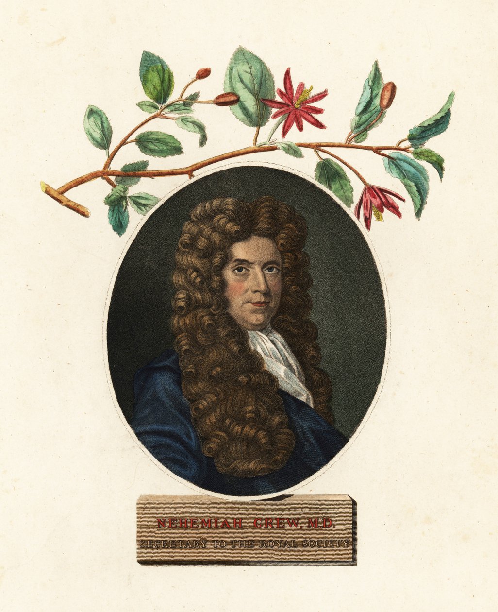 Nehemiah Grew orvos és botanikus portréja.1809 (metszet) alkotó: Robert White
