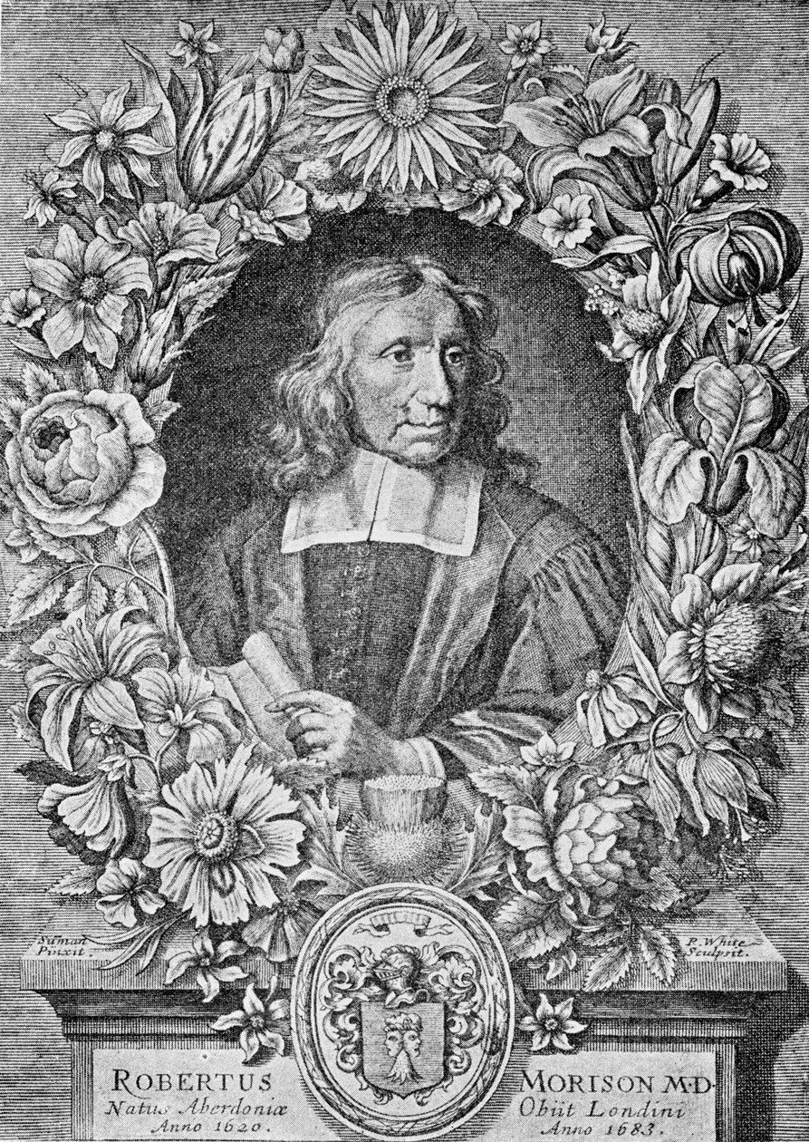 Robert Morison, 1680 alkotó: Robert White