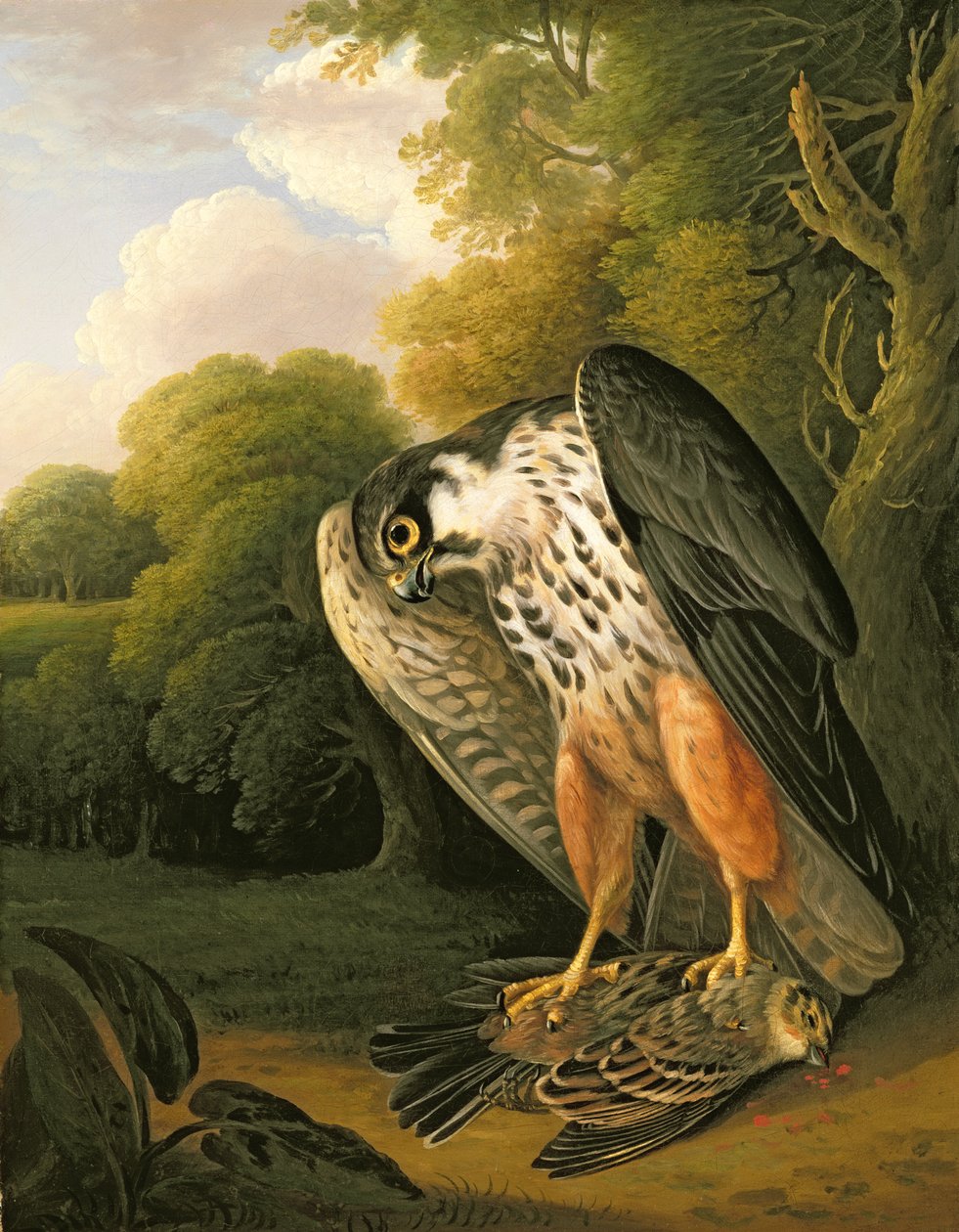 Egy Hobby Hawk és Prey lőtt Buxtonra alkotó: Robert Wilkinson Padley