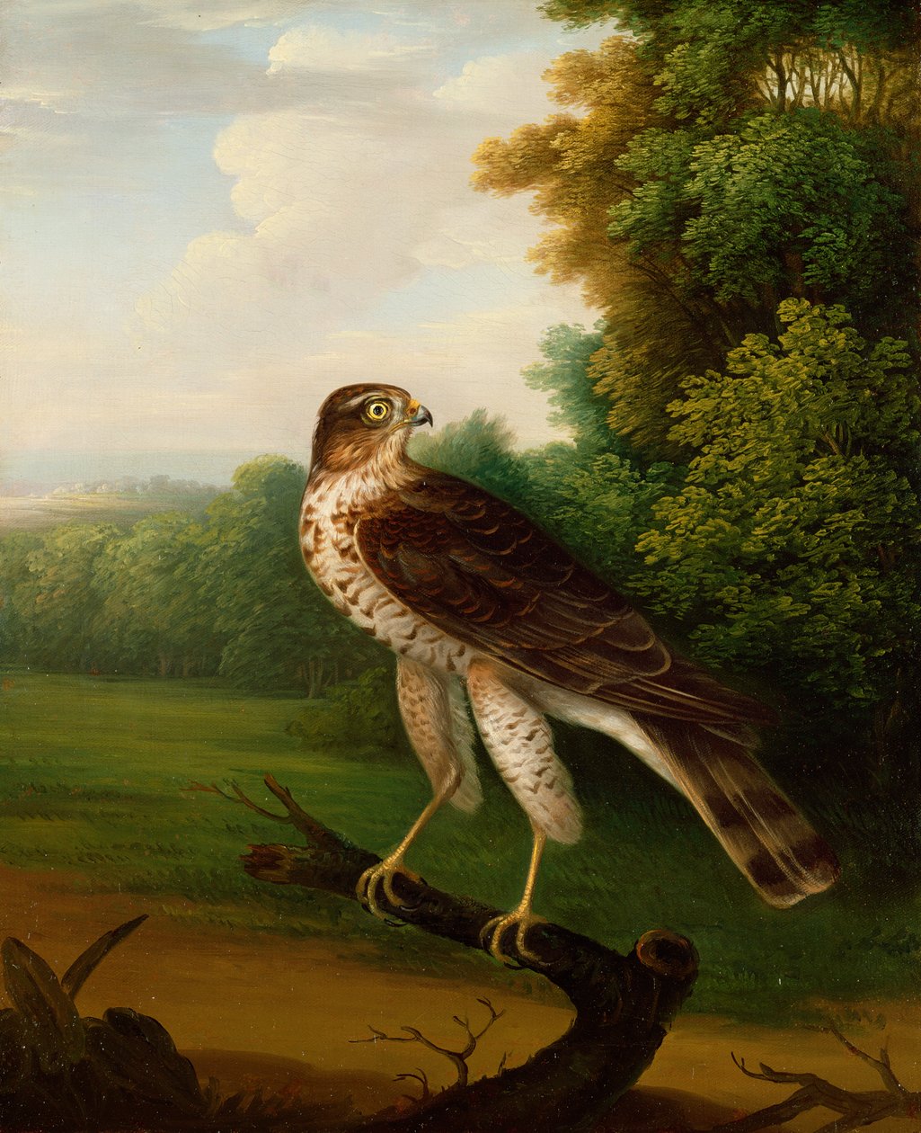 Egy fiatal nőstény sólyom, egy éves (olaj, vászon) alkotó: Robert Wilkinson Padley