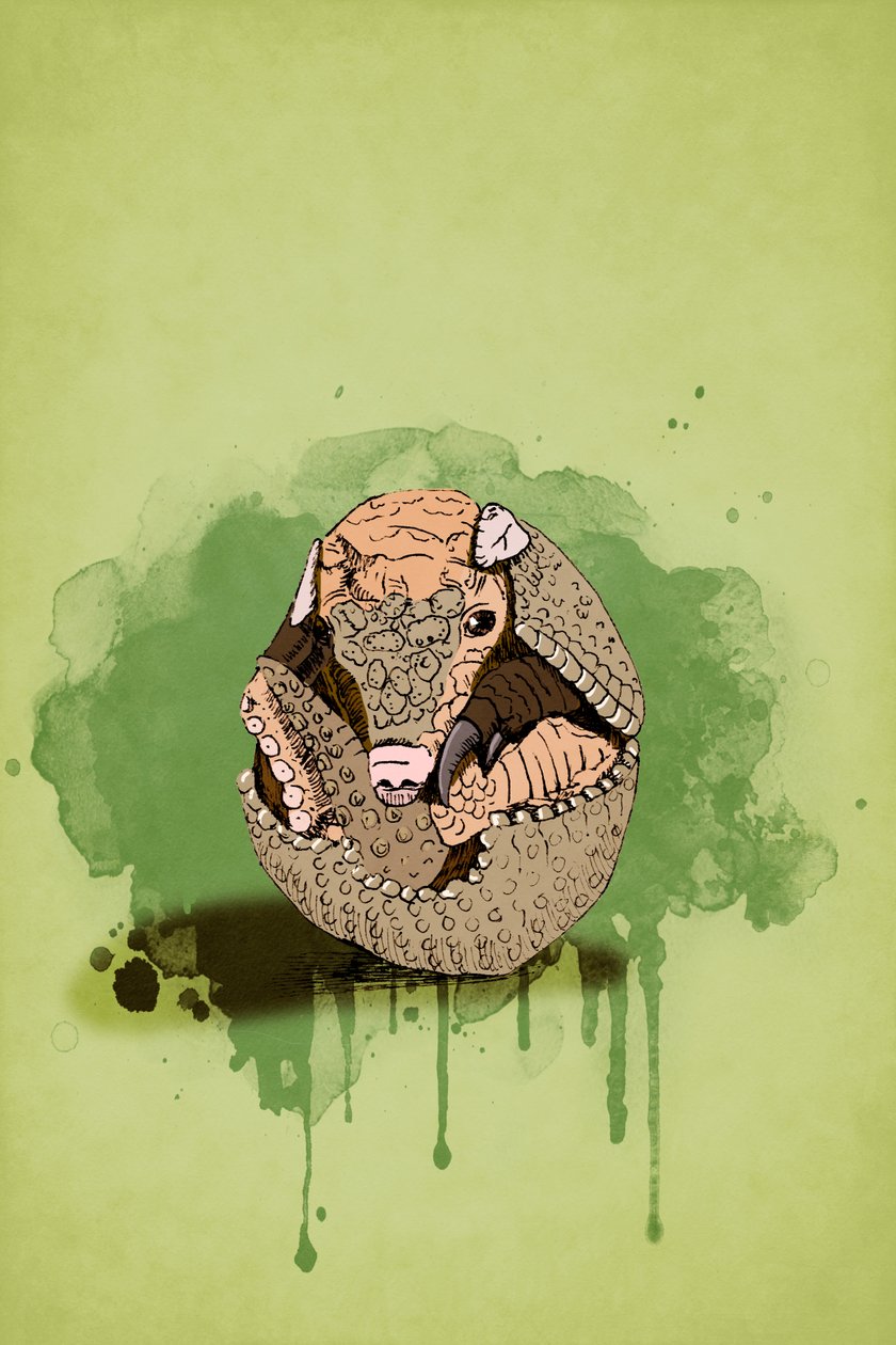 Baby Armadillo, 2022 (digitális) alkotó: Roberta Murray