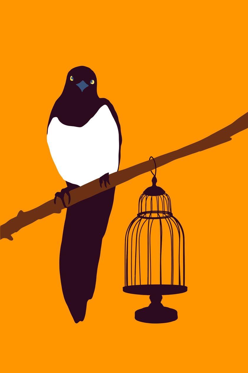 Garden Variety Magpie, 2022 (digitális) alkotó: Roberta Murray